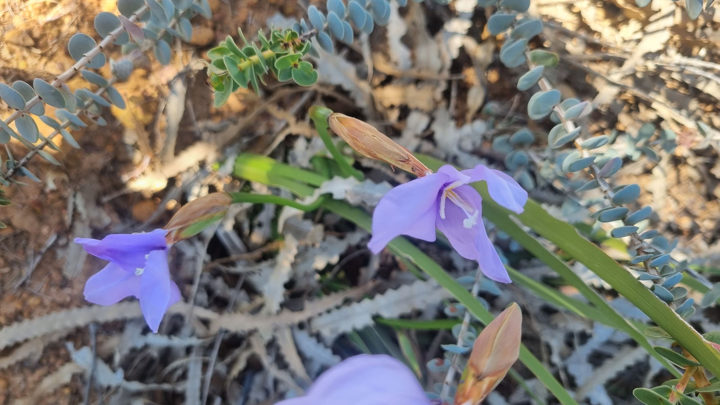 occidentalis